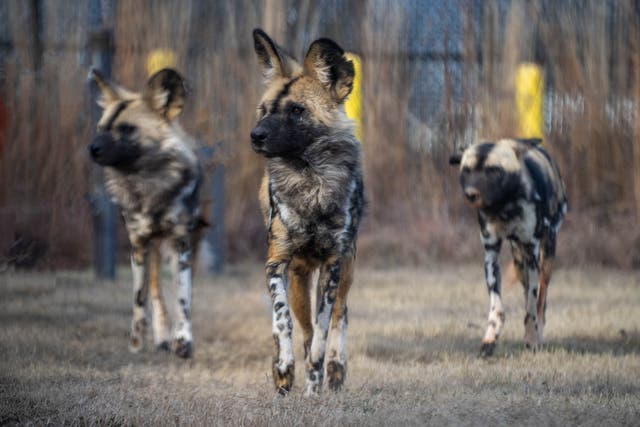 <p>African painted dogs are endangered and dying out because of climate change</p>