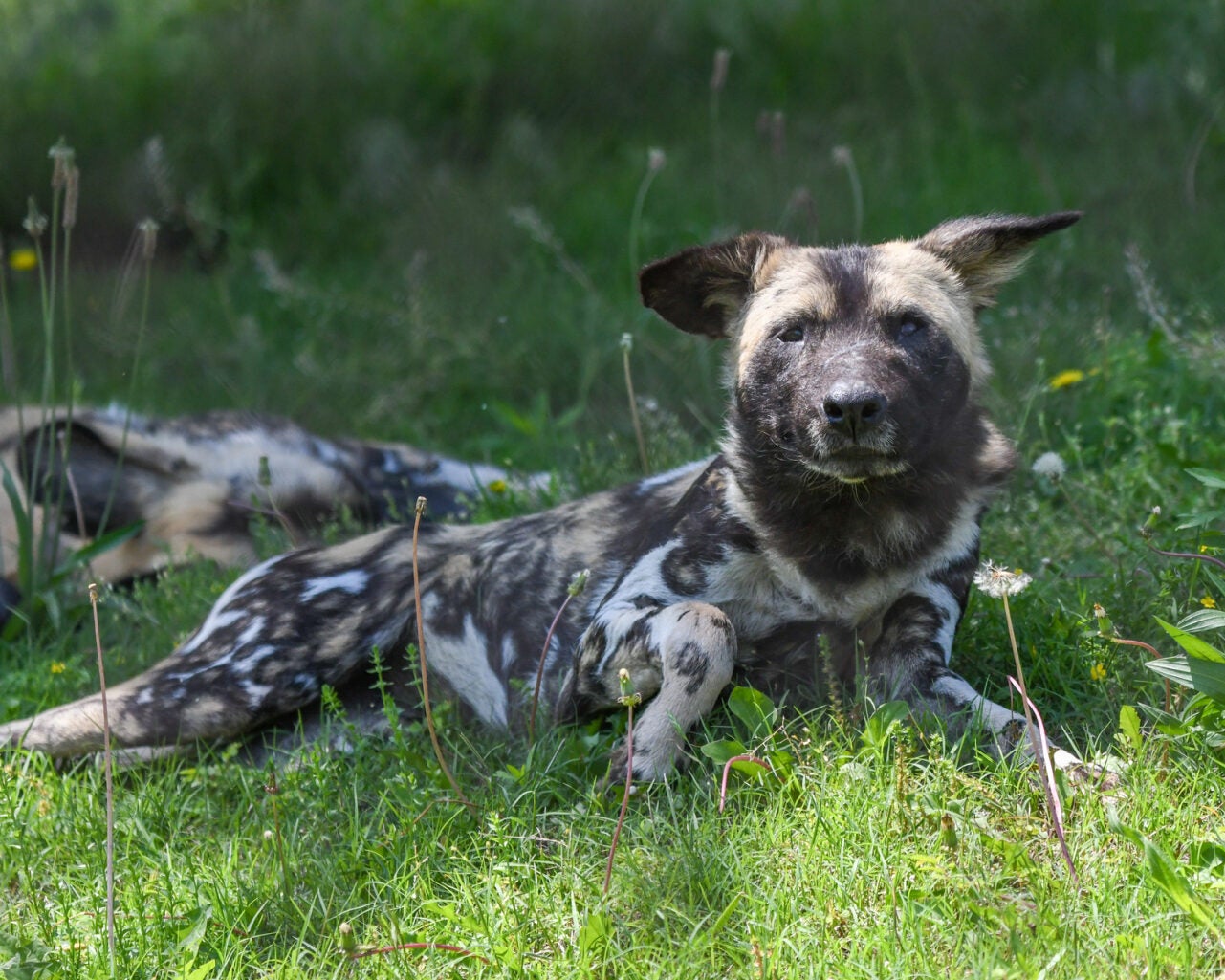 OKC Zoo has looked after African painted dogs since 1972