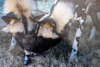 The pups were born to mom Pele at OKC Zoo