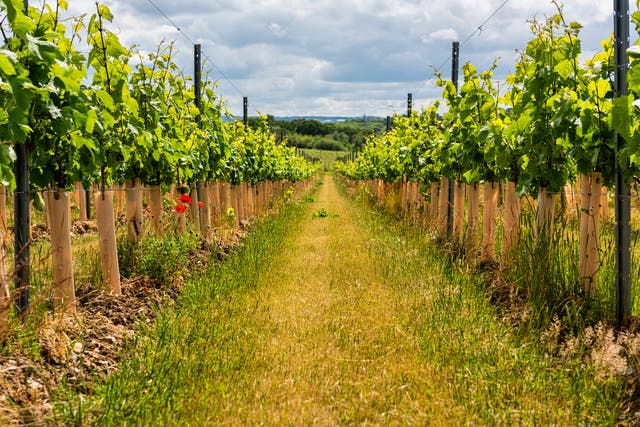<p>Poppies and a vineyard in Boxley near Maidstone in Kent, England</p>