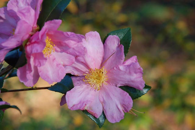 Gardening - Camellias