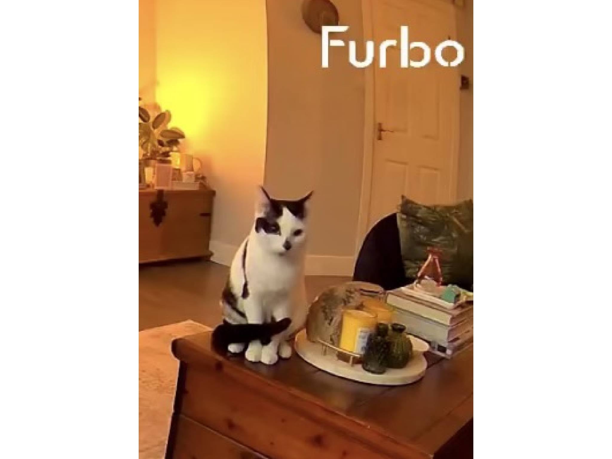 I could watch my cat Star from afar by using the Furbo app