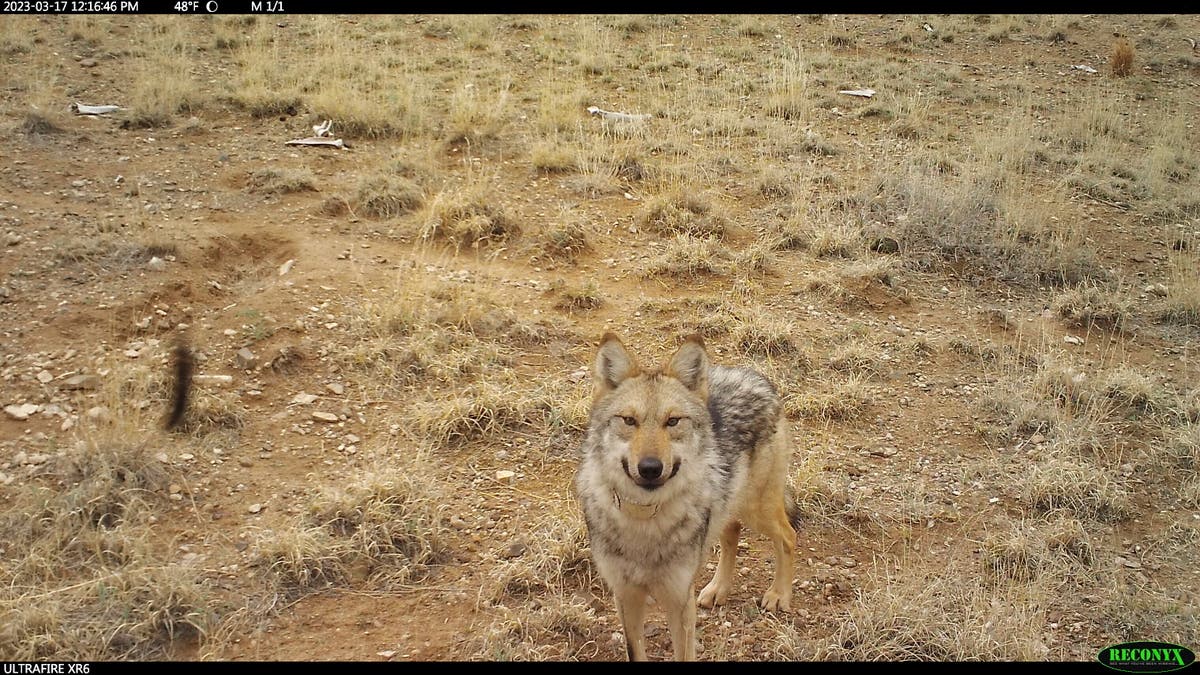 Мениджърите на дивата природа в САЩ заловиха скитащ мексикански вълк, опитаха игра за запознанства преди размножителния сезон