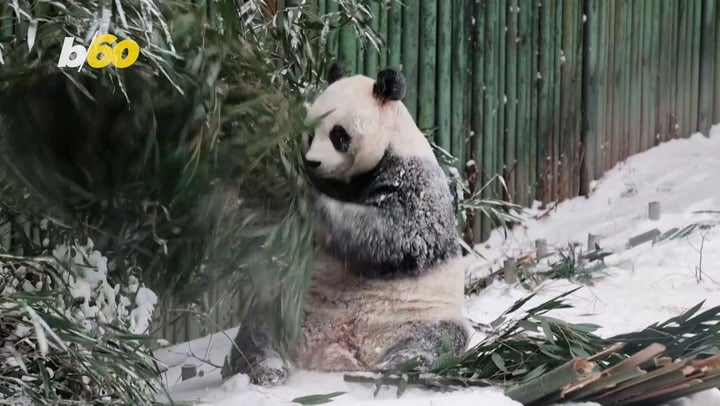 giant pandas - latest news, breaking stories and comment - The