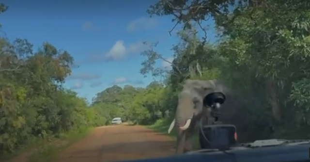 <p>Elephant charging towards vehicle in Sri Lanka</p>