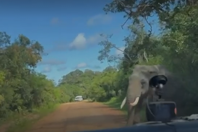 <p>Elephant charging towards vehicle in Sri Lanka</p>