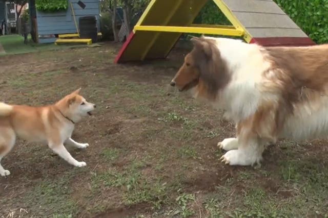 <p>Toco meets a real dog</p>