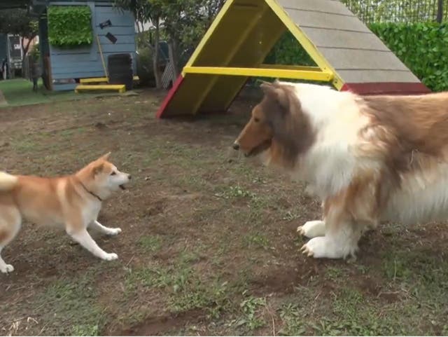 <p>Toco meets a real dog</p>