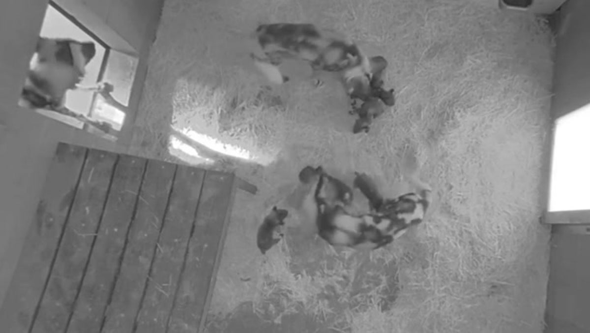 Endangered African painted dog pups born at US zoo
