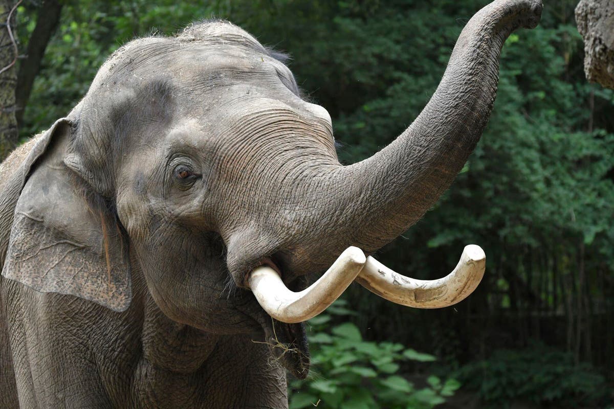 Раджа беше първият слон, роден някога в зоопарка в Сейнт
