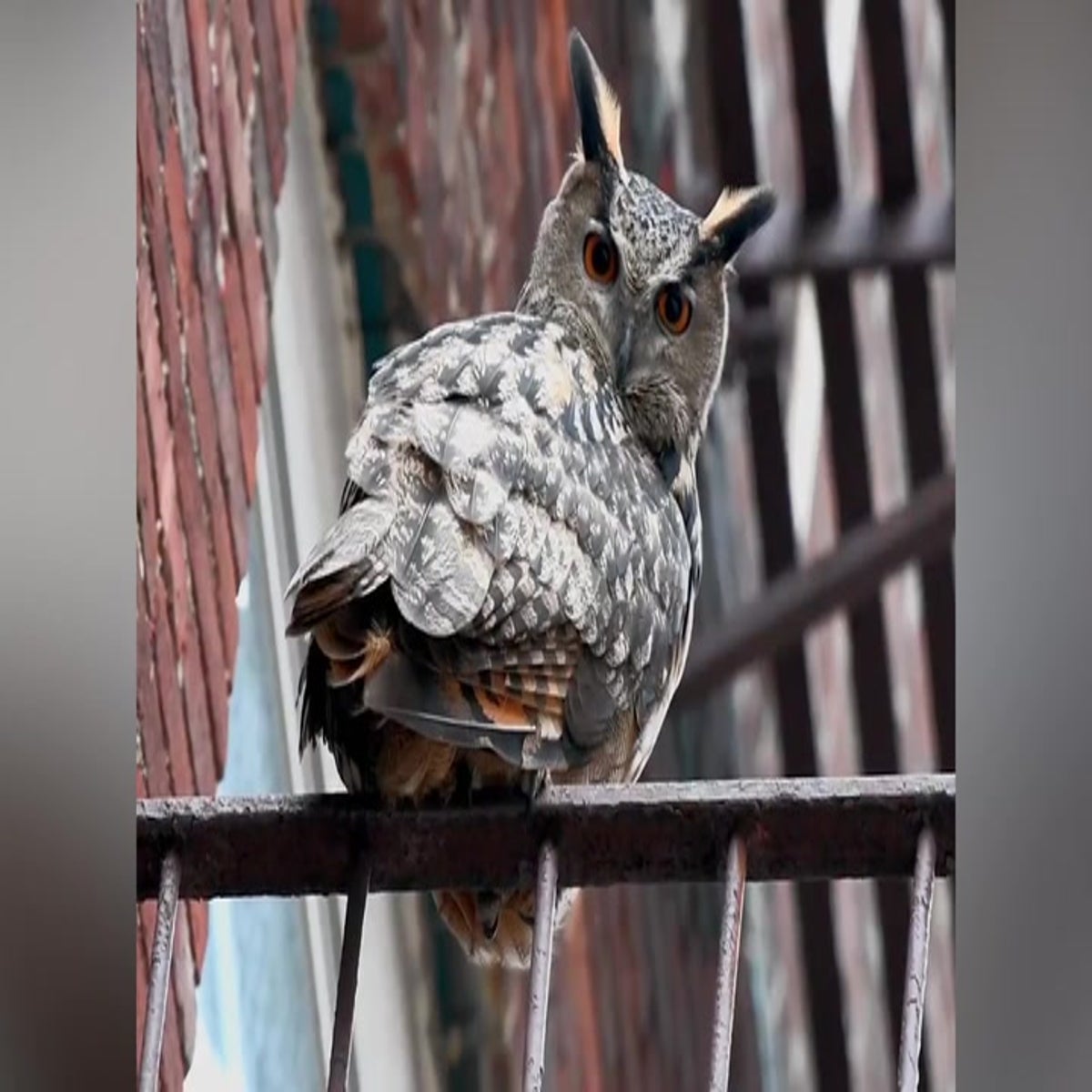 Flaco the escapee owl stares down camera as he perches on fire escape |  Lifestyle | Independent TV