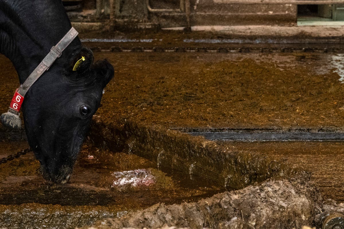 Japanese engineers test rocket engine powered by cow poop - Vimarsana News