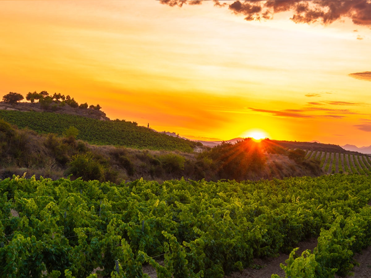 Destinations like Rioja are among next year’s holiday hot spots according to those in the know