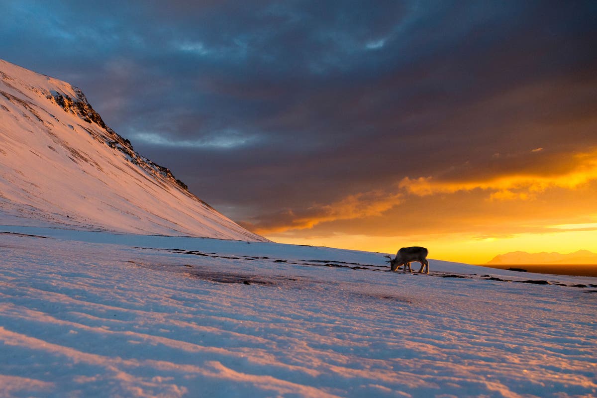 Северните елени използват нощно виждане, за да откриват жизненоважни източници на храна през зимата, се казва в проучването