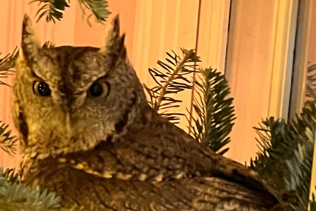 Christmas Tree Baby Owl