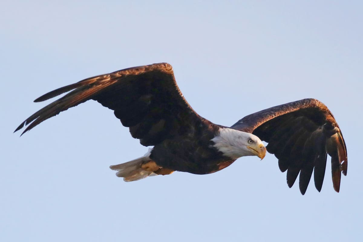 Мъже, обвинени в „убиване“ на 3600 птици, включително скален и царски орел, в Монтана