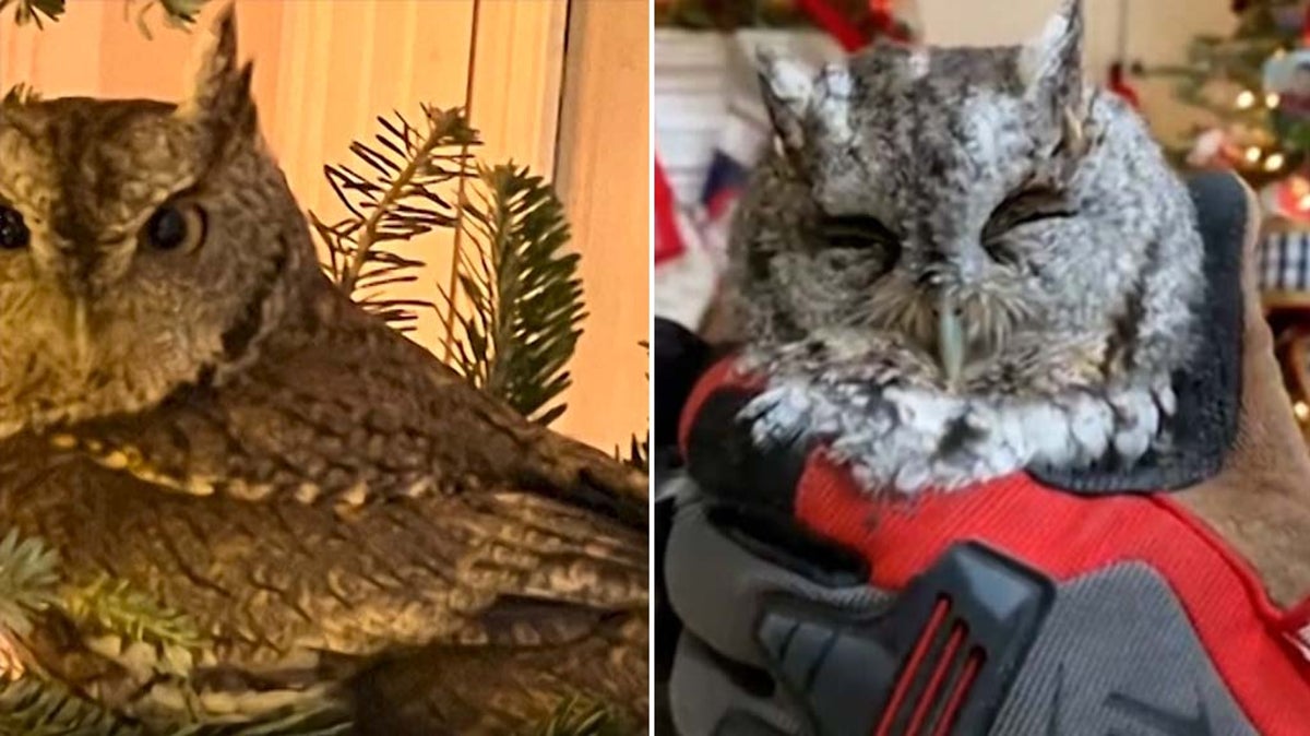 Tiny owl found hiding in family’s Christmas tree in Kentucky