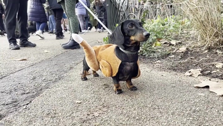 Dachshund shop fancy dress