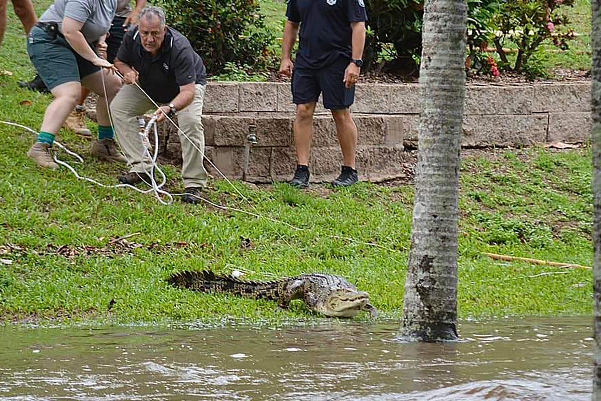 Полетите са спрени и крокодилите се виждат да скитат по улиците, тъй като тежките наводнения удариха австралийския Куинсланд