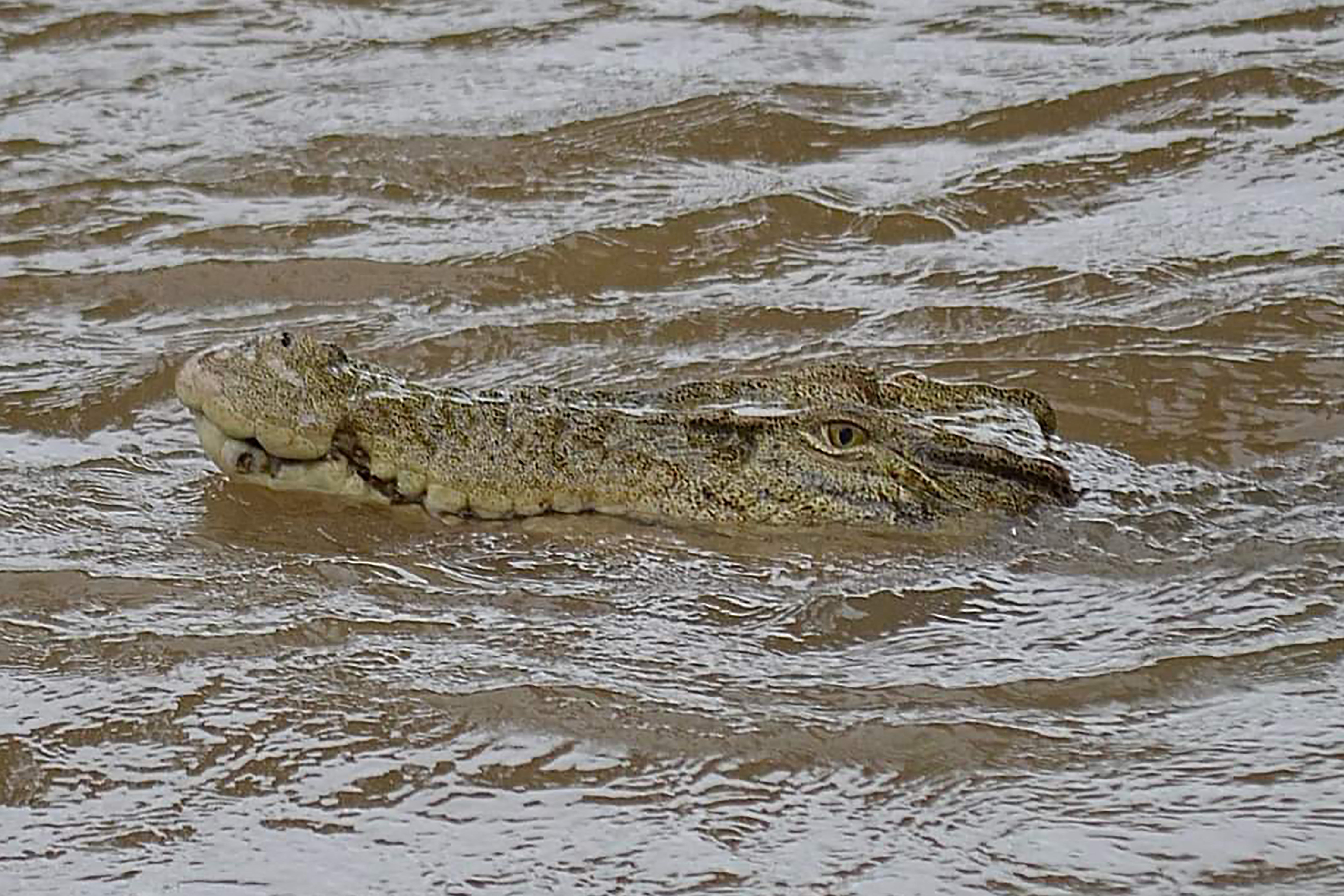 There are around 500 saltwater crocodiles in the river
