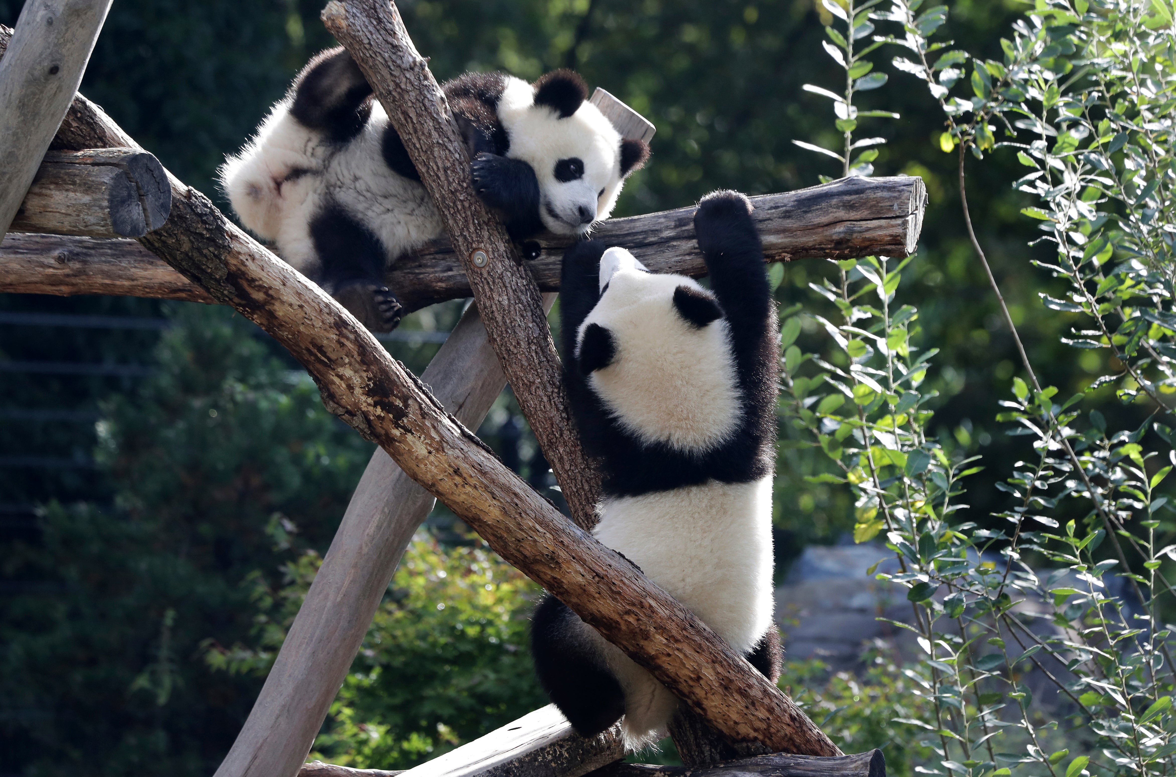 Germany China Pandas