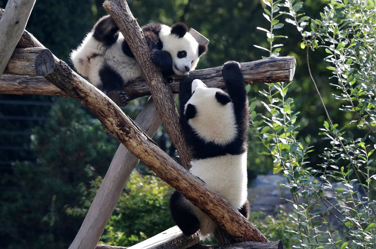 Берлинският зоопарк изпраща първите големи панди, родени в Германия, в Китай