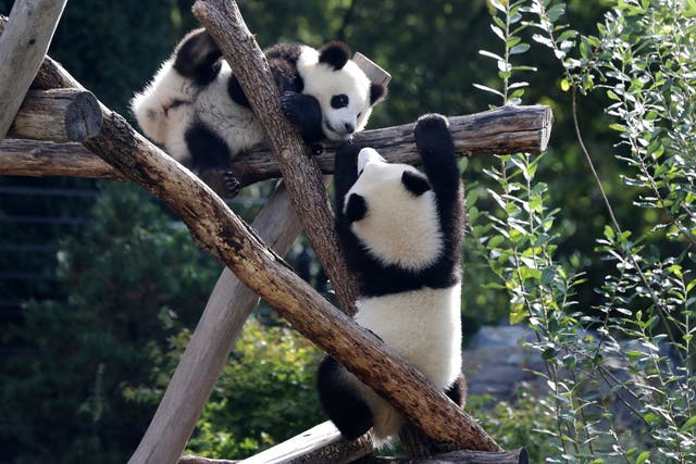 Germany China Pandas
