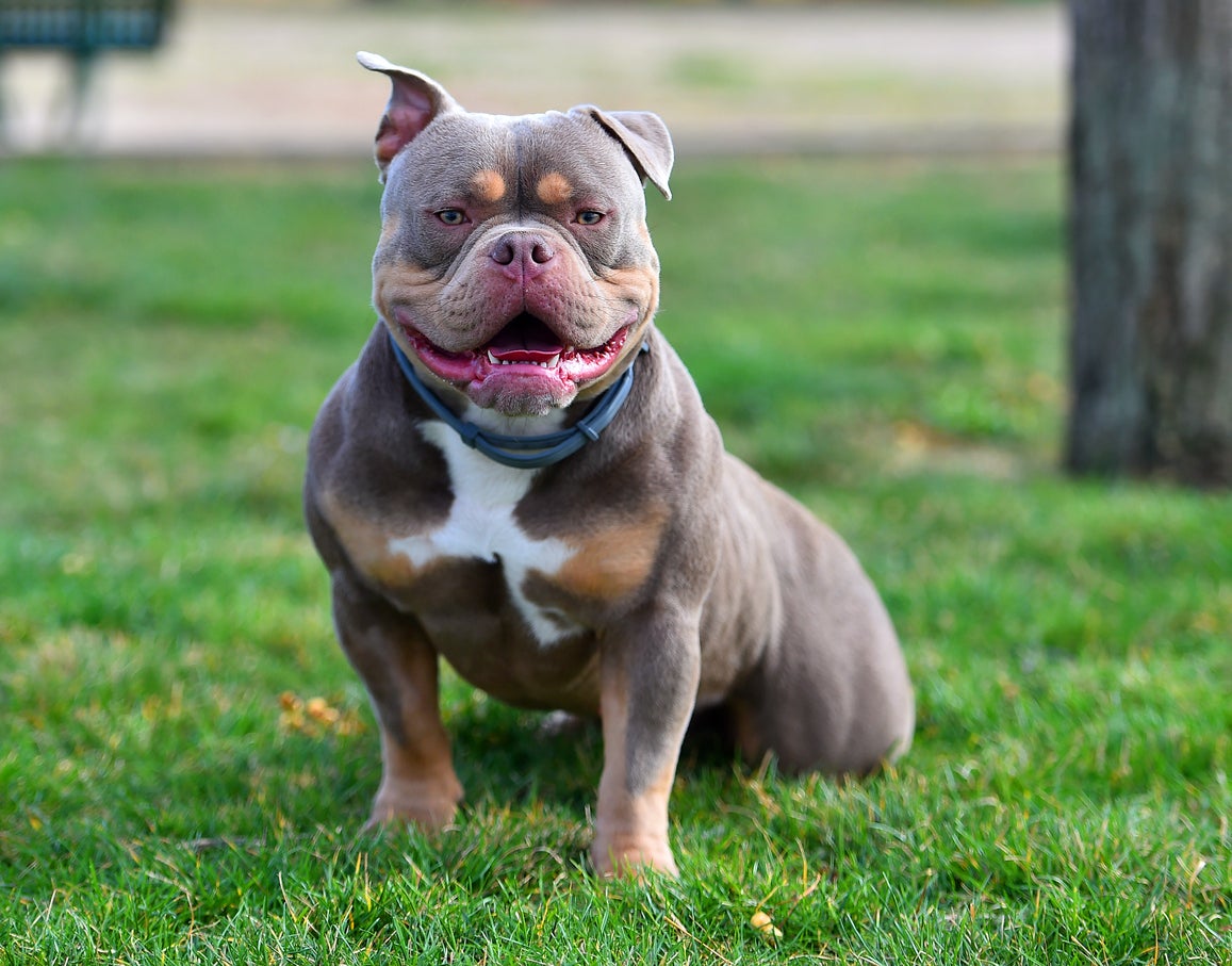 From American XL Bullies to pitbull - all the dog breeds banned in the UK