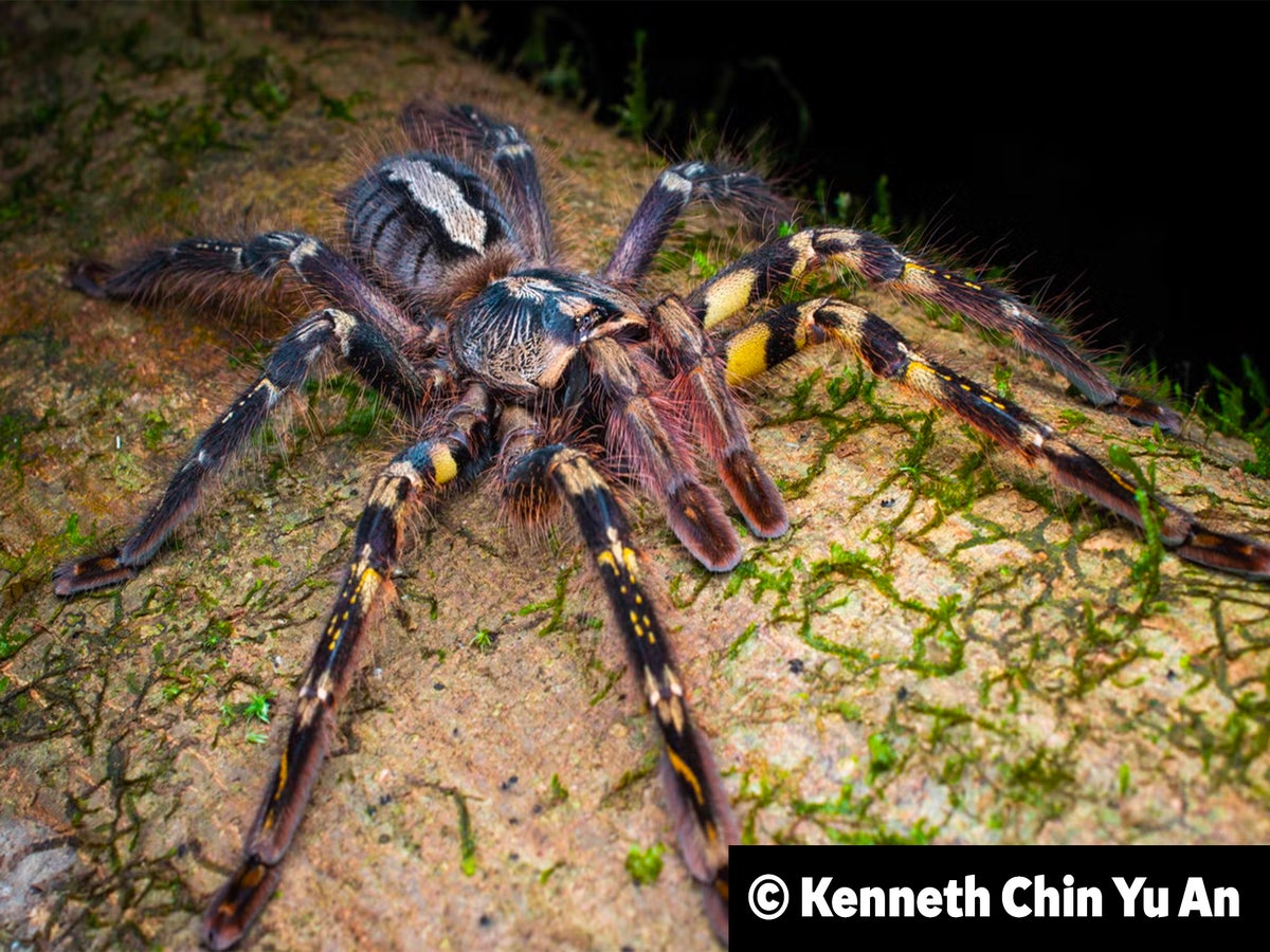Spiders of Unusual Size are closer than (and maybe not who) you think, Lifestyle