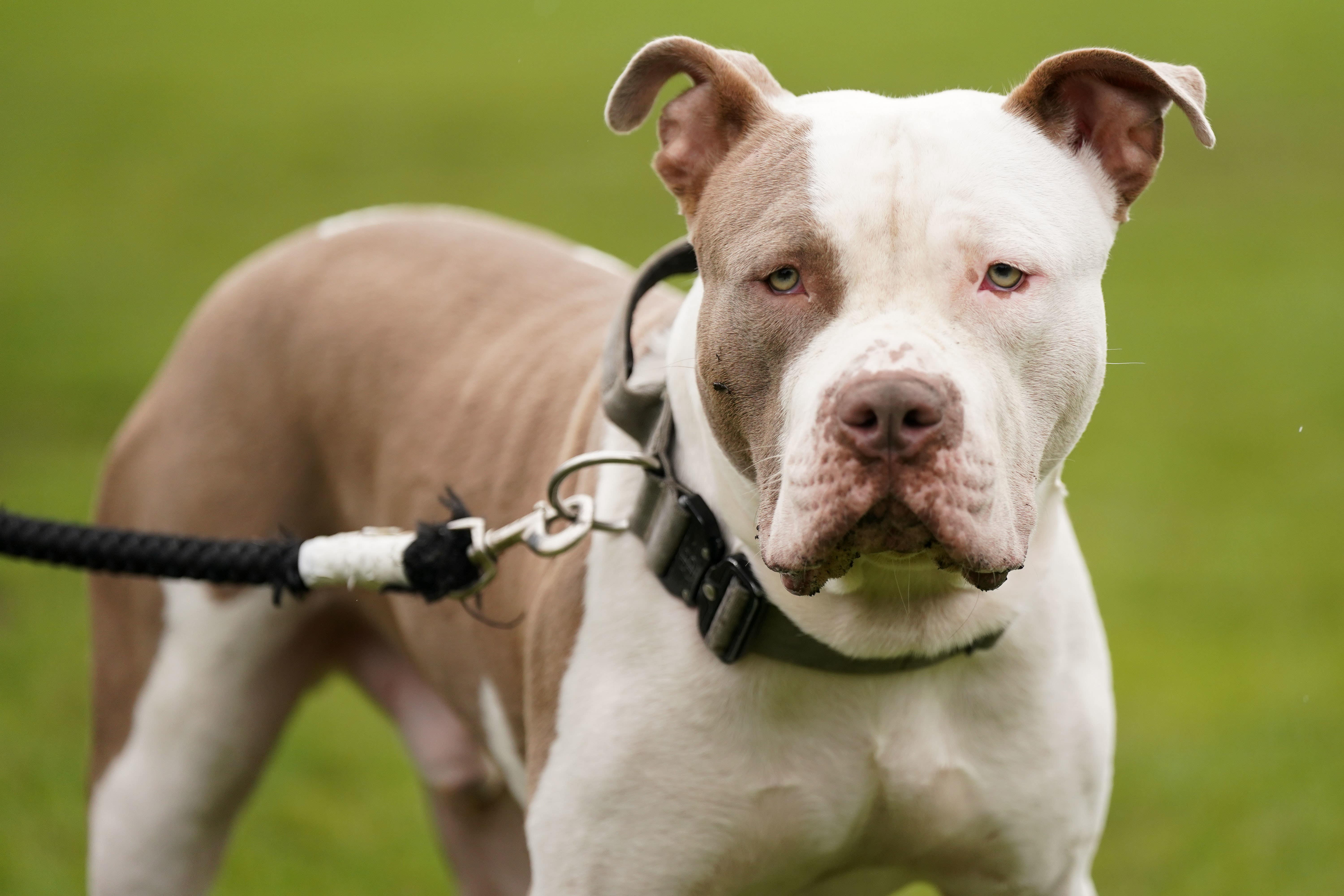 An XL bully dog called Riz at a protest against the government’s decision to ban the breed