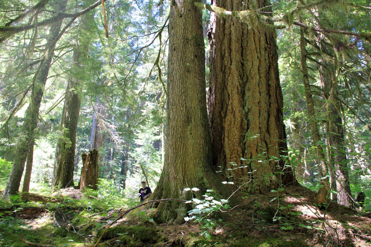 САЩ предприемат действия за защита на старите гори, тъй като изменението на климата заплашва тяхното оцеляване
