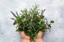 The herb linked to better memory and lower anxiety