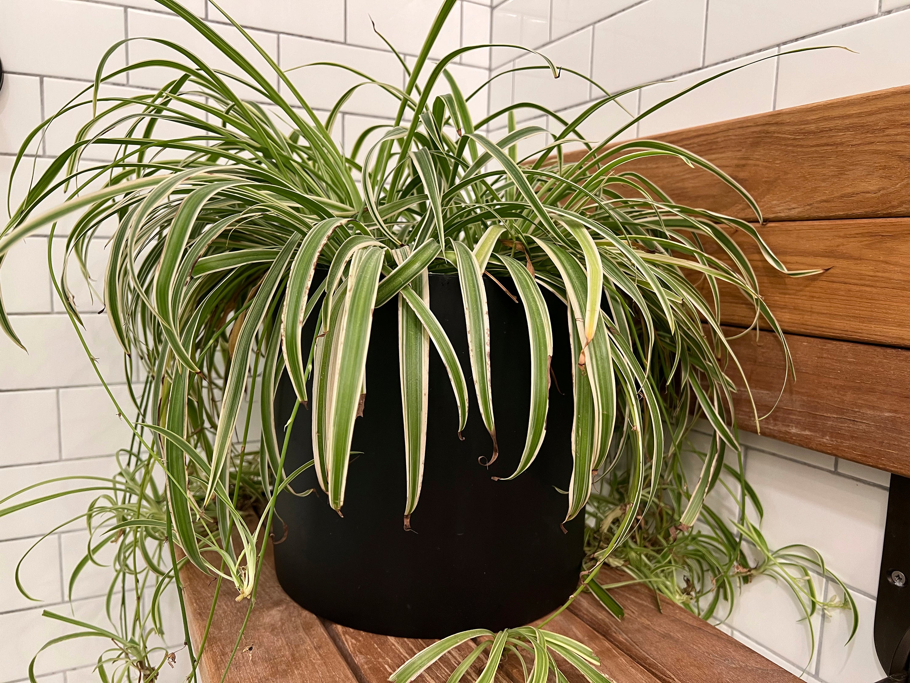 Gardening-Homes-Bathroom_Houseplants_44821.jpg?width=1200\u0026height=1200\u0026fit=crop