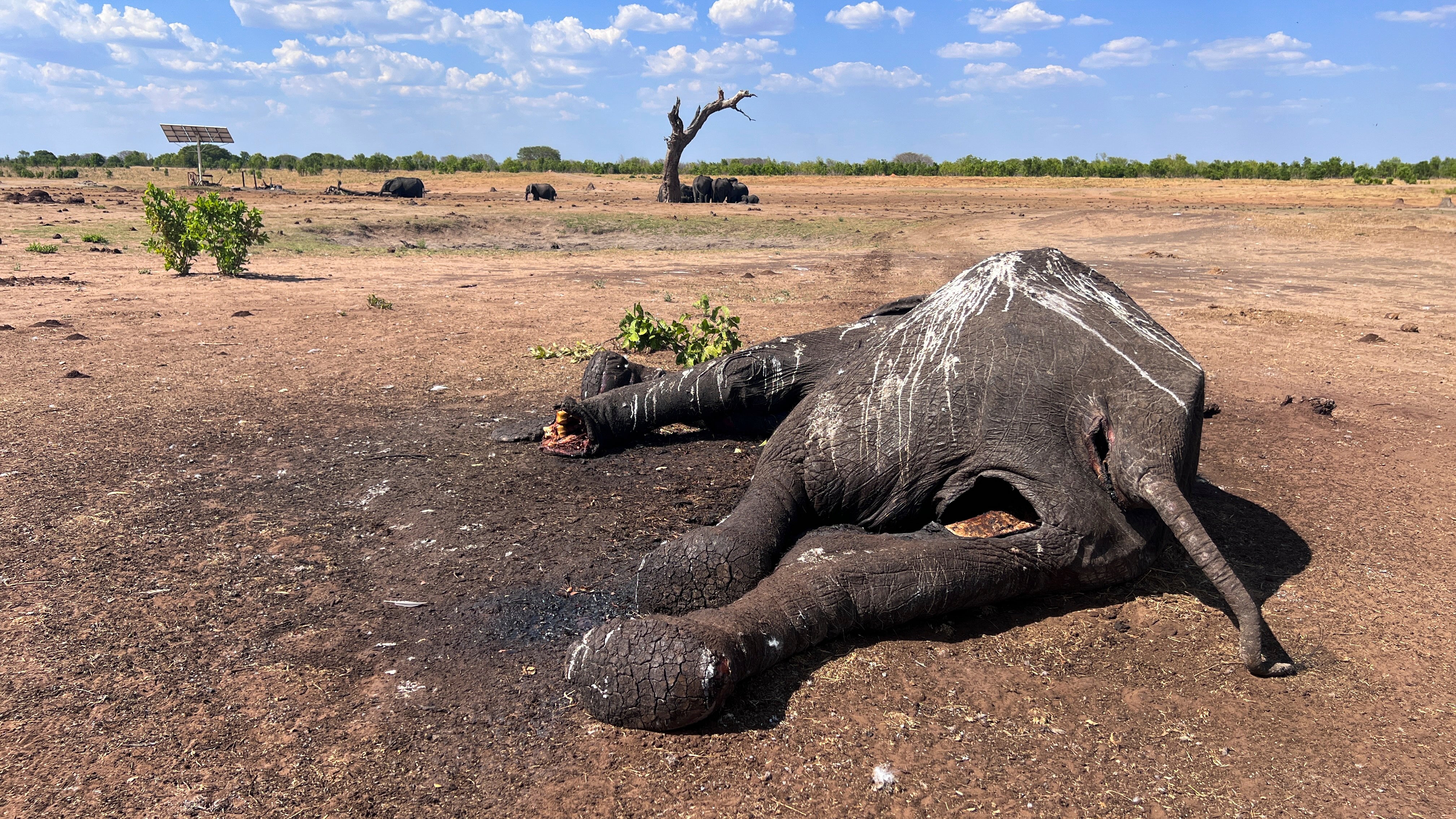 Zimbabwe Dead Elephants
