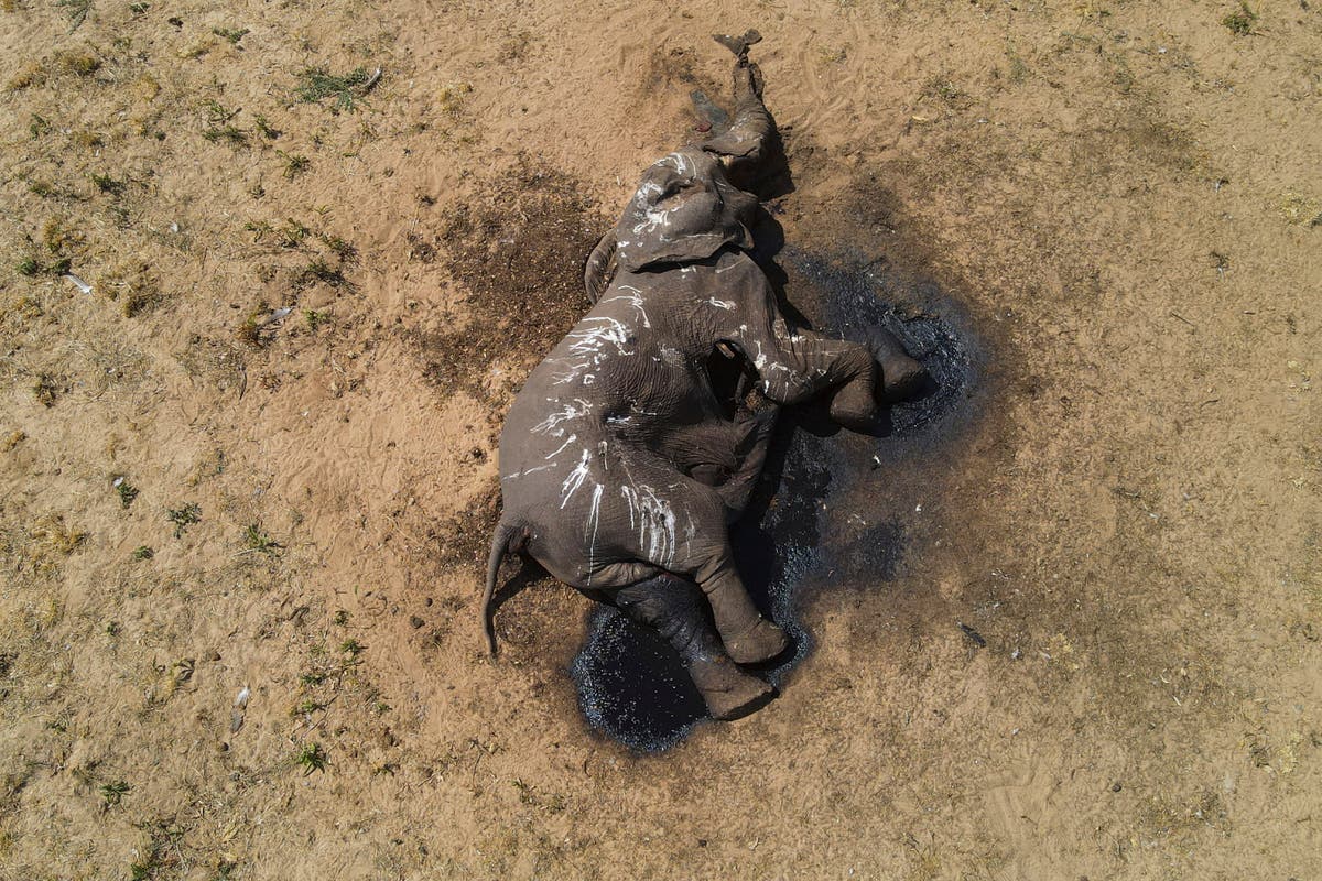 Най-малко 100 слона умират в засегнатия от суша парк в Зимбабве, мрачен знак за Ел Ниньо, изменението на климата