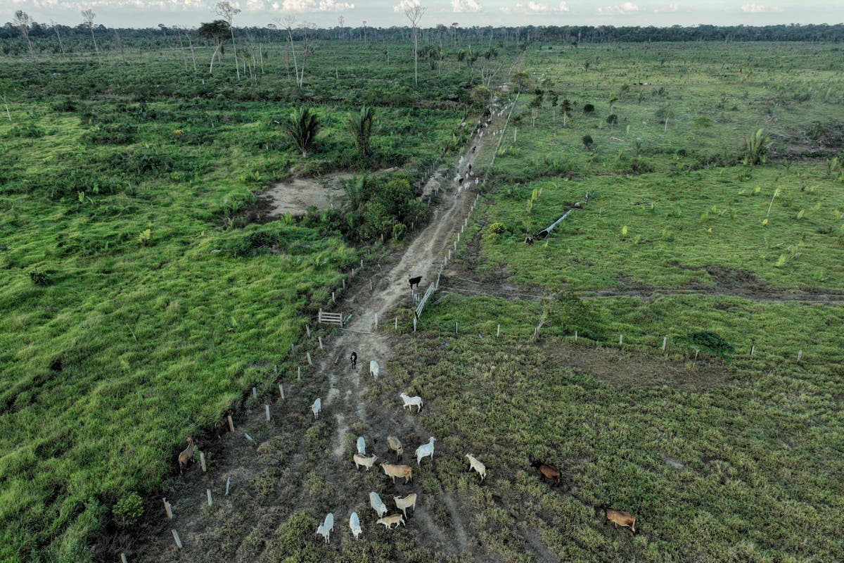 Бразилски съдебни дела свързват JBS с унищожаването на Amazon в защитената зона, търсят милиони обезщетения