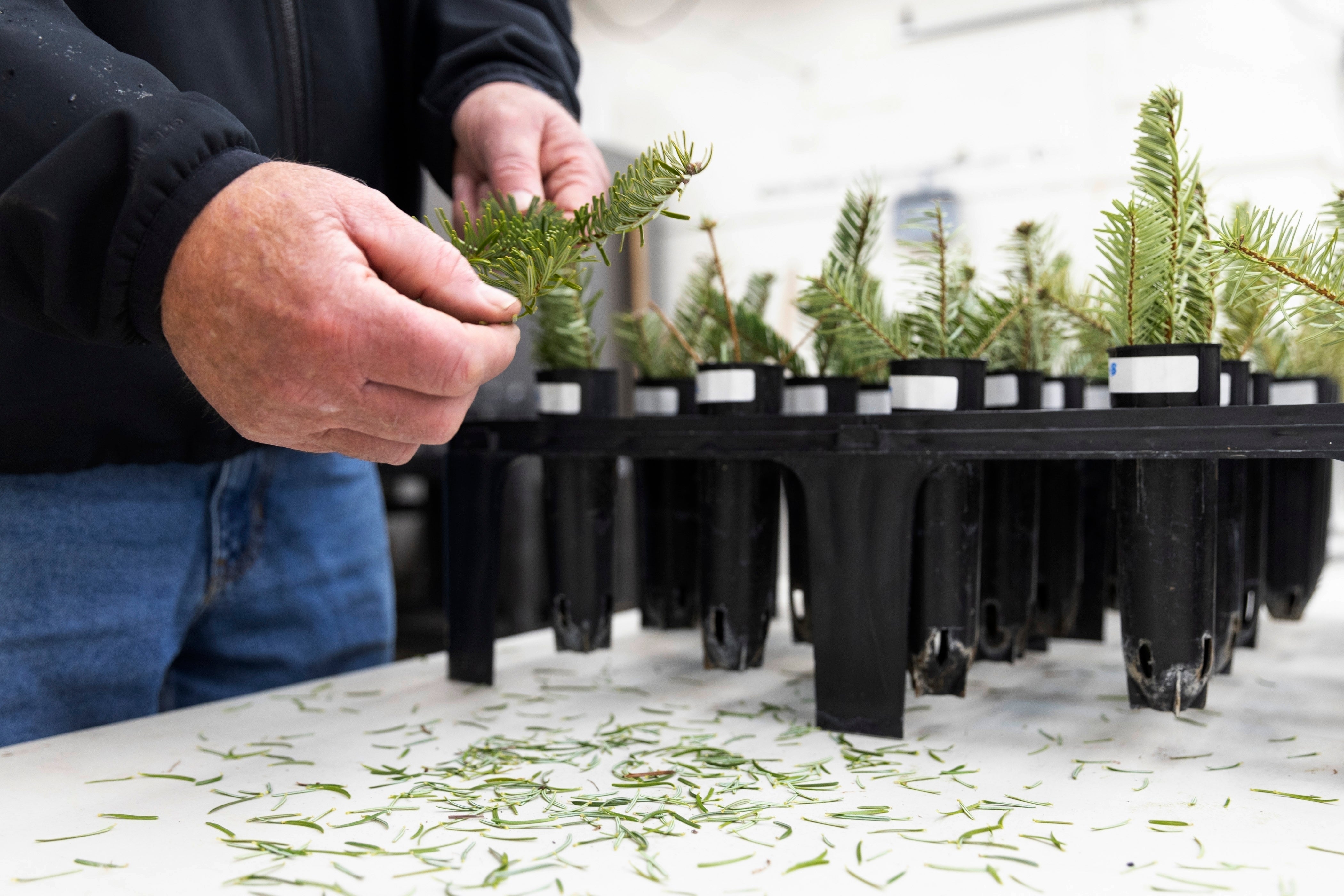 Climate Christmas Trees