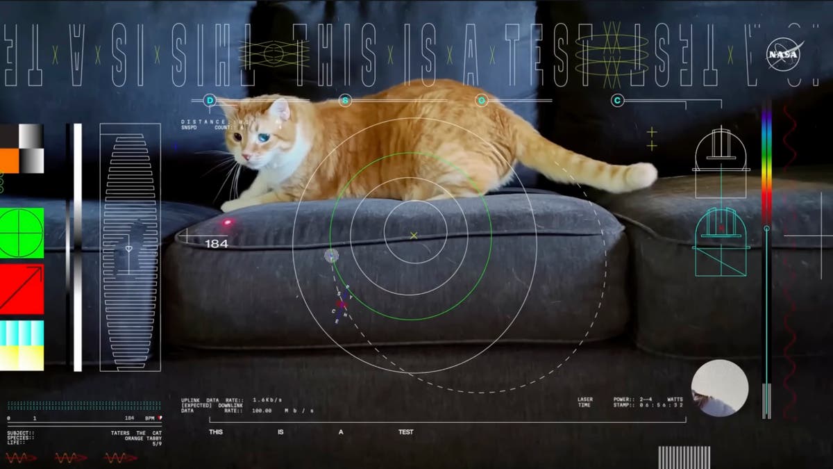 Оранжевата котка с тапети на име Тейтърс открадва шоуто в първото видео, изпратено с лазер от дълбокия космос