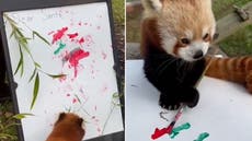 Red panda paints letter to Santa Claus with paws at San Francisco Zoo