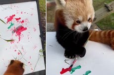Red panda paints letter to Santa Claus with paws at San Francisco Zoo
