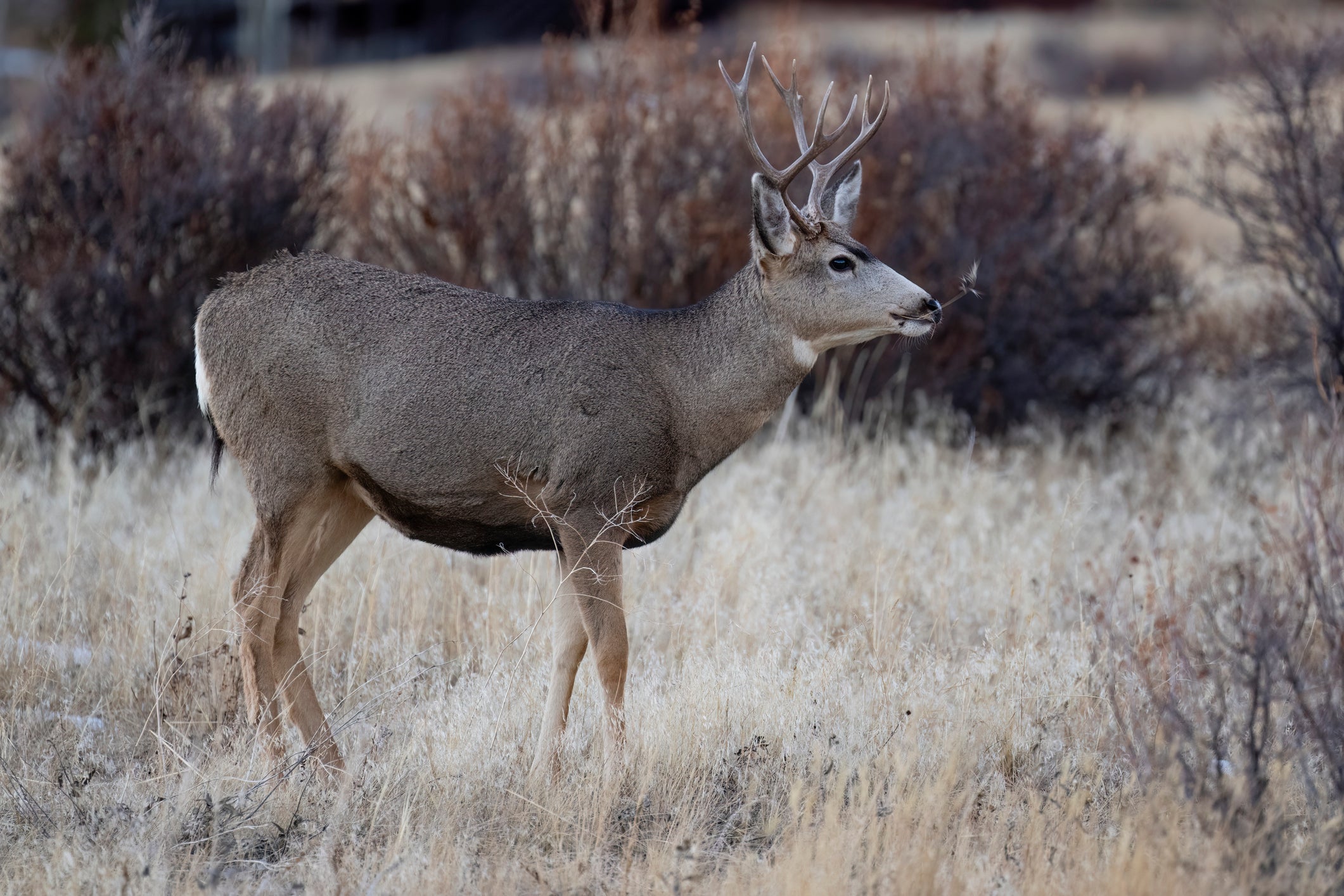 File photo of a Mule deer in Colorado, USA. Up to 800 samples of chronic wasting disease were found in deer, elk and moose
