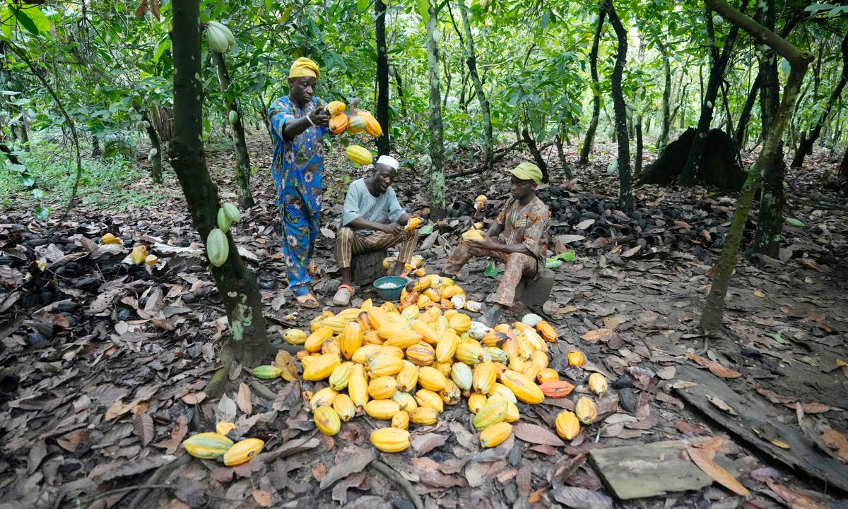 Изводи за разследването на AP относно какаото, идващо от защитена нигерийска тропическа гора