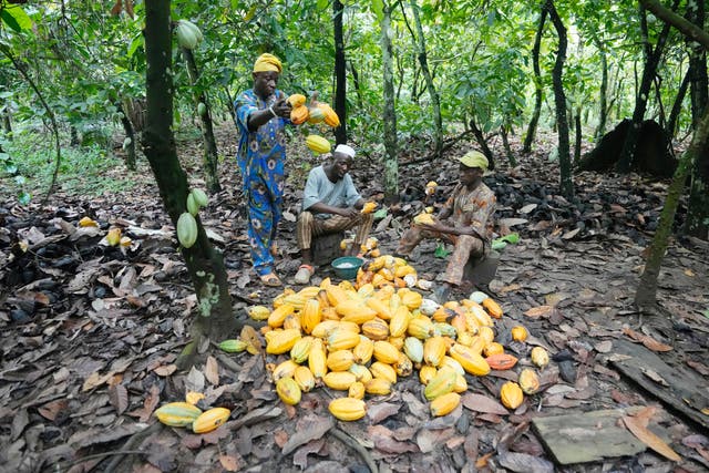 Nigeria Deforestation Chocolate