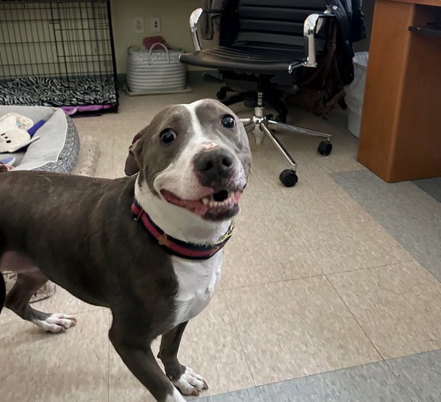 Overcrowded Animal Shelters