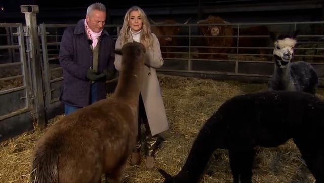 <p>Christmas on the Farm’s Helen Skelton ‘hustled’ as alpaca causes chaos on set.</p>