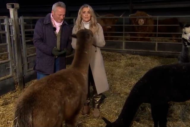 <p>Christmas on the Farm’s Helen Skelton ‘hustled’ as alpaca causes chaos on set.</p>