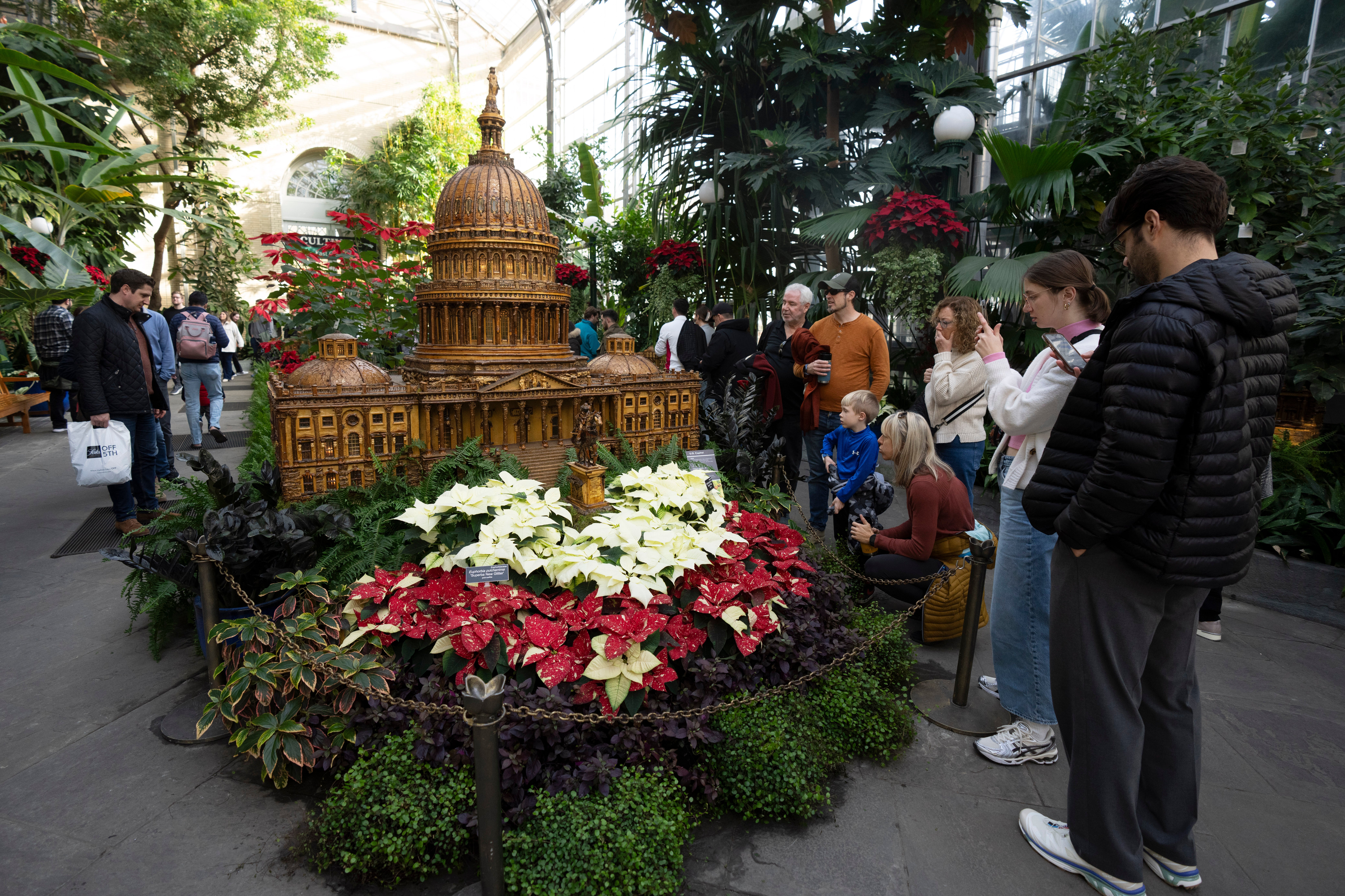 Christmas Flower Many Names