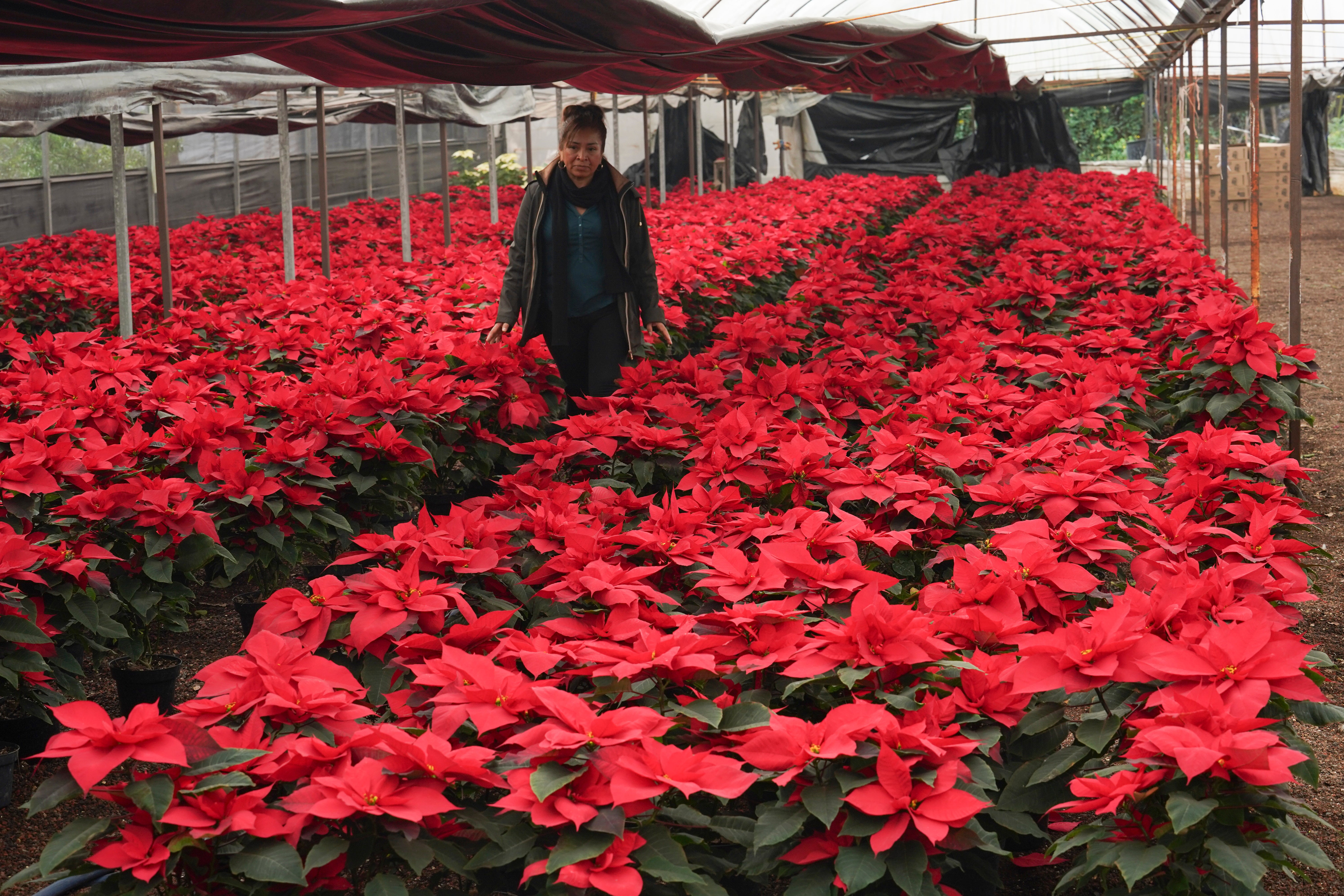 Producer Rosalva Cuaxospa walks amid her potted poinsettias in a greenhouse in the San Luis Tlaxialtemalco district of Mexico City,