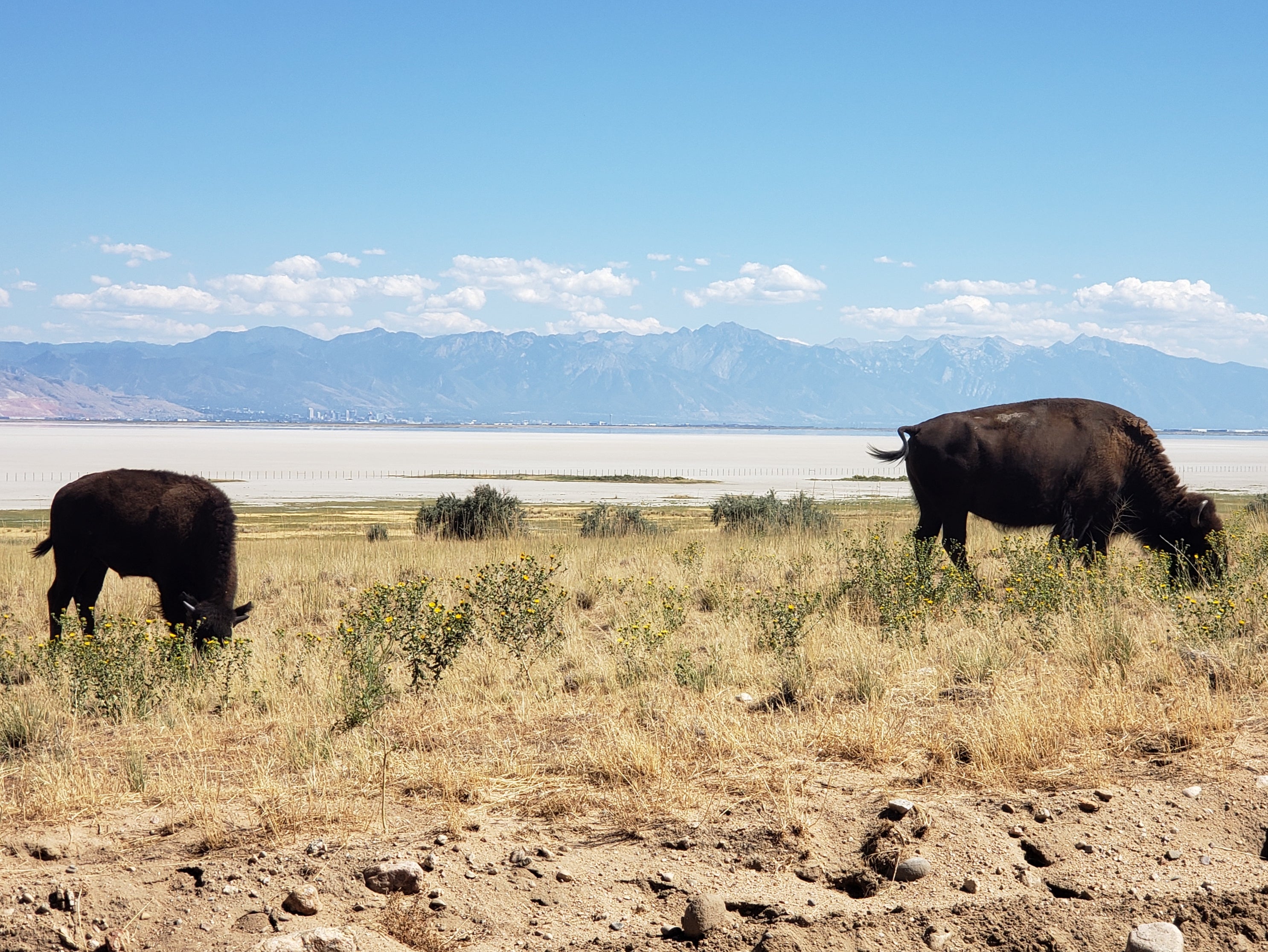 Bison in Antelope Island State Park, Utah