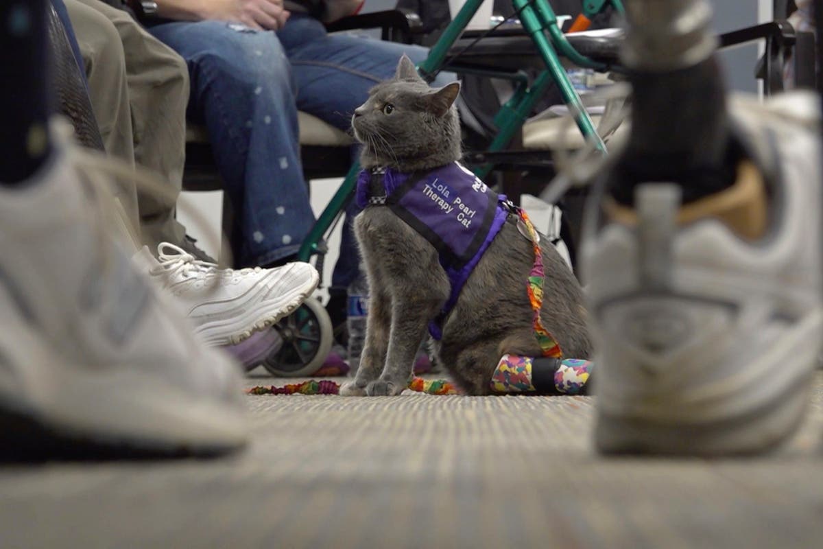 Дуото собственици на котки в Охайо споделя пътешествието на ампутирани, докато помага на други чрез терапия с животни